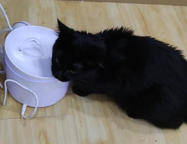 上班族如何選貓,那些我花了數千元總結的教訓 上班族如何選貓,那些我花了數千元總結的教訓