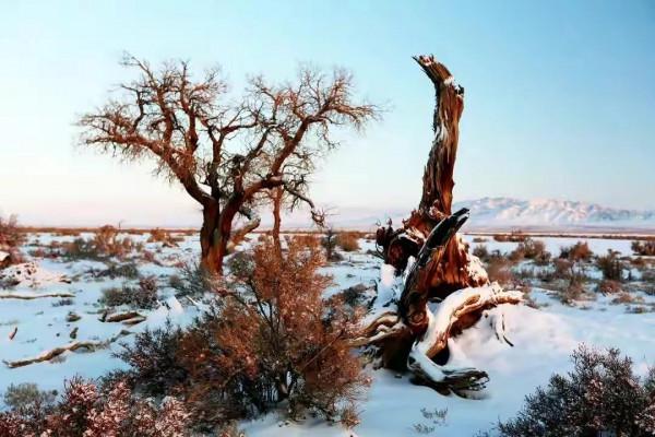 木壘:千年胡楊傲雪林立 木壘:千年胡楊傲雪林立