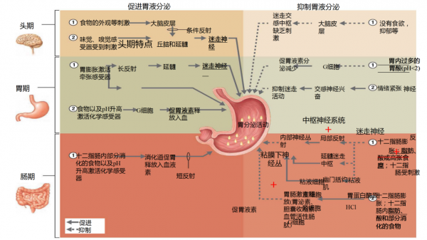 胃腸粘膜修復，7分靠養，營養師教你如何養好腸胃