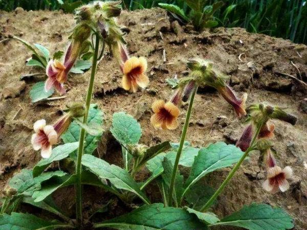 為啥癌症越來越多？建議：5種“自帶毒素”的野菜，能不吃就不吃