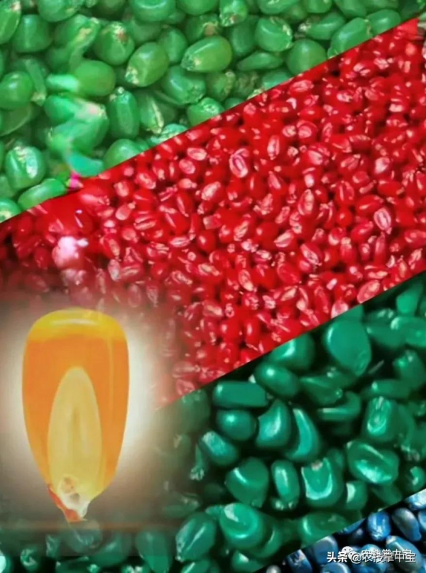 玉米種子質量指標之種子純度｜教你田間鑑別種子純度