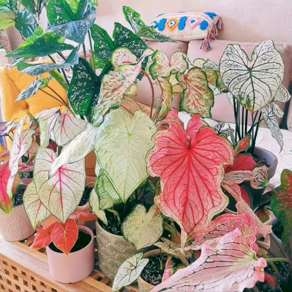 9種“大葉花”，耐陰又好看，不能曬太陽，一曬就“完蛋”