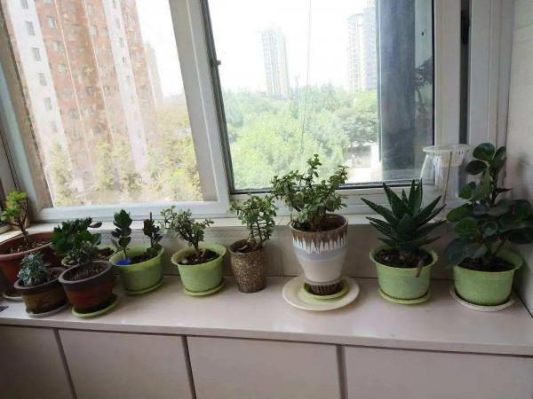 新房裝修完,養盆“天然淨化器”,淨化空氣身體棒 新房裝修完,養盆“天然淨化器”,淨化空氣身體棒