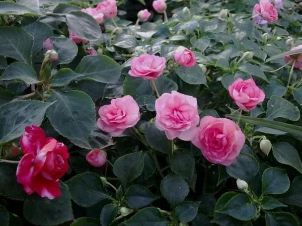 分享圖片，重瓣鳳仙花