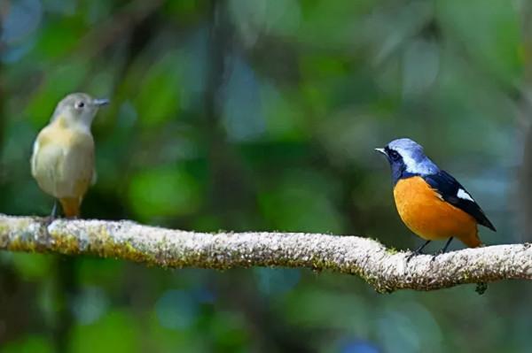 樹上的鳥兒成雙對,綠水青山帶笑顏 樹上的鳥兒成雙對,綠水青山帶笑顏