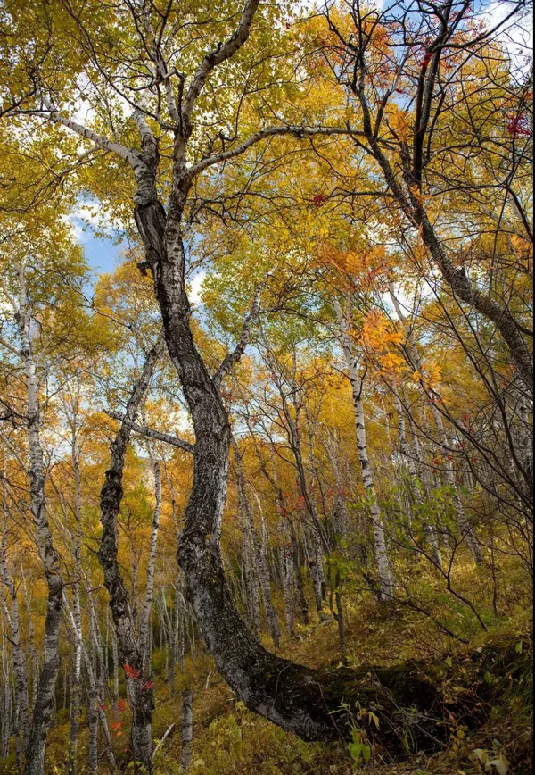 層林盡染的黃崗梁,許你一個秋天的童話 層林盡染的黃崗梁,許你一個秋天的童話