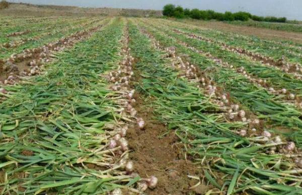 大蒜出苗問題多，播種前做好這幾點，苗齊、苗壯又增產