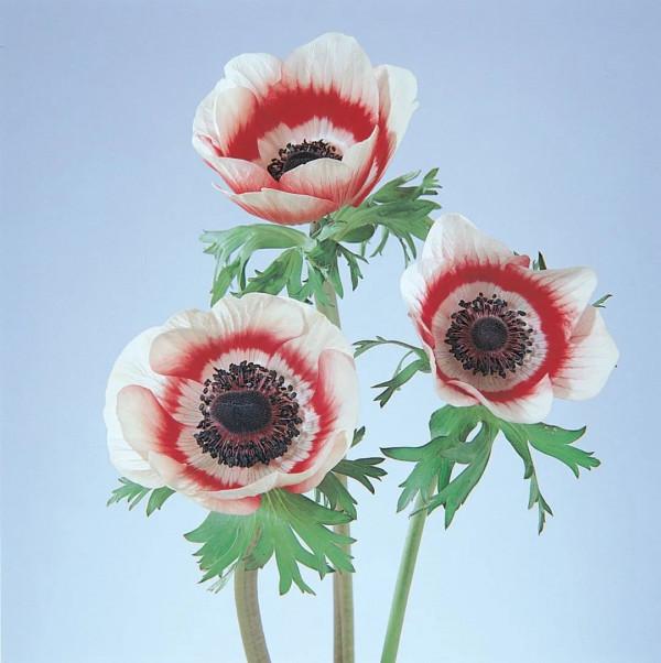 種下這7款美麗的蒙娜麗莎，只需要再等一陣吹開銀蓮花的早春涼風