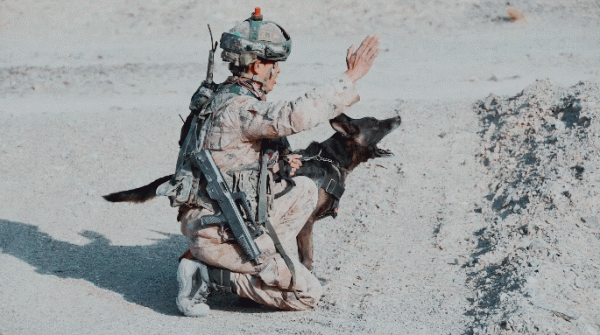 軍犬5000米高空跳傘，一臉淡定，網友：這是哮天犬吧