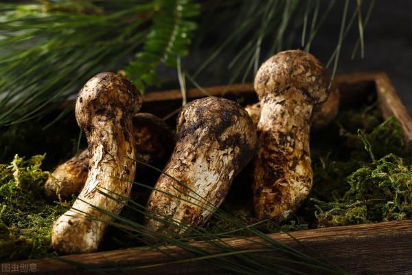 紅傘傘,白杆杆!這個吃完不會躺闆闆 紅傘傘,白杆杆!這個吃完不會躺闆闆