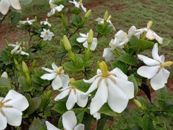 桅子黃了可以摘啦，用它泡水喝，瀉火除煩解煩惱