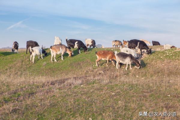 要不要回農村養豬、養牛創業?養豬養牛並不是唯一的選擇 要不要回農村養豬、養牛創業?養豬養牛並不是唯一的選擇