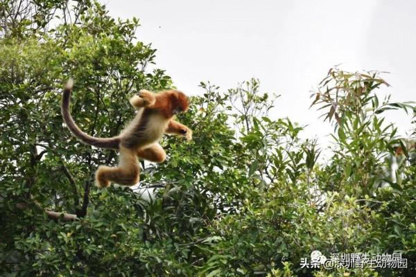 我的“啤酒肚”就是瘦不下來