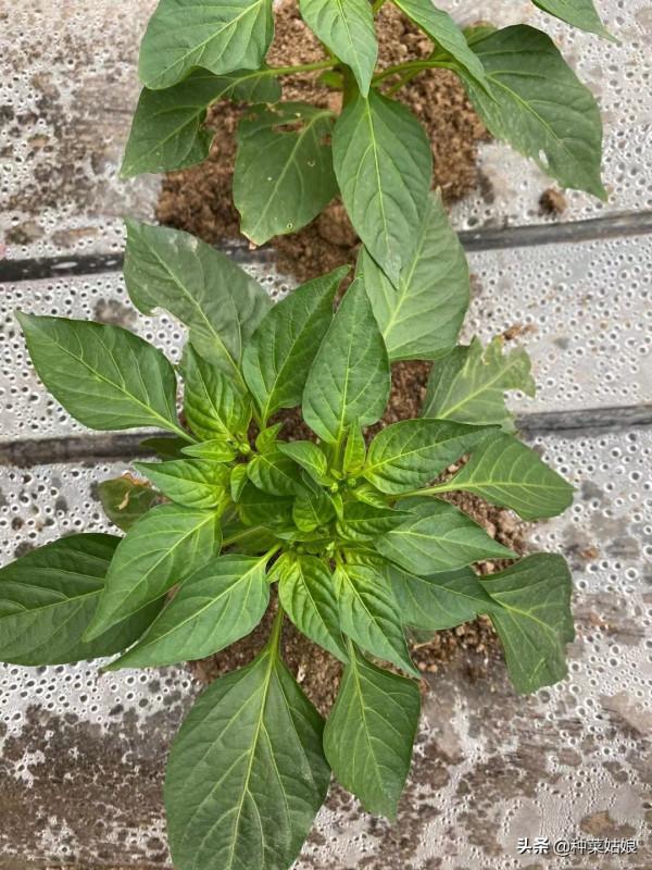 秋季種菜,選擇適宜苗齡很重要,否則有的徒長,有的不長,太難了 秋季種菜,選擇適宜苗齡很重要,否則有的徒長,有的不長,太難了