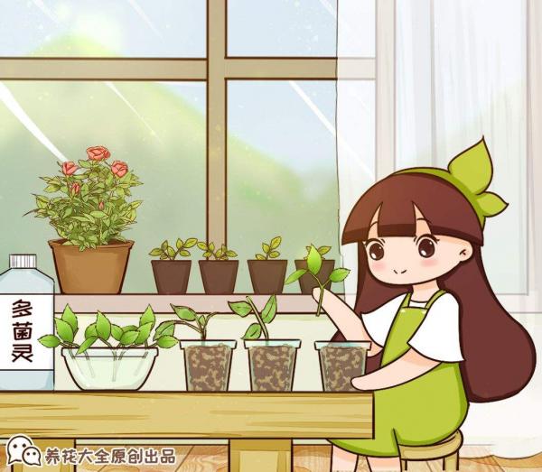 初秋養花，3種花別花錢買，掰個枝條插土裡很快長芽