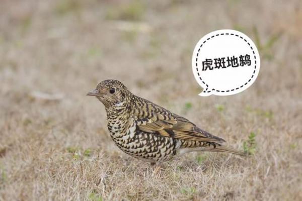 你知道動物界還有哪些&OpenCurlyDoubleQuote;虎&rdquo;嗎？熱愛自然的父子倆告訴你