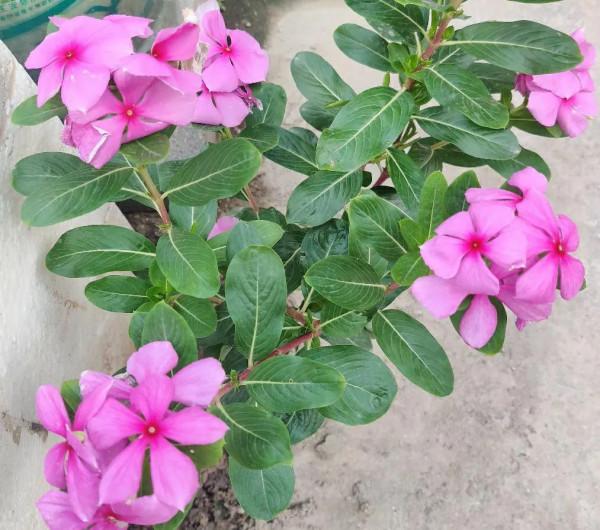 我今年80歲啦！我來分享我的花花草草