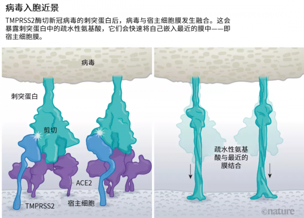 新冠病毒如何感染細胞？Delta為何這麼毒？|《自然》長文