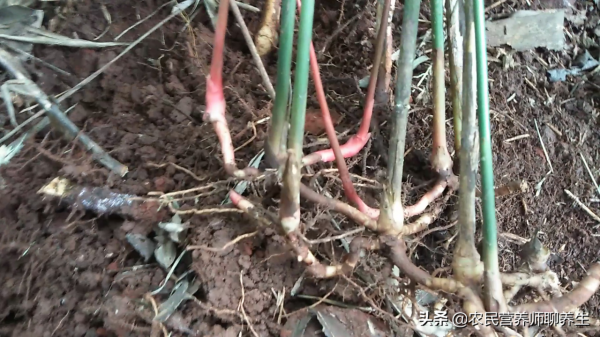 農村“野山姜”煮水,用途不小,年輕女士要留意一下 農村“野山姜”煮水,用途不小,年輕女士要留意一下