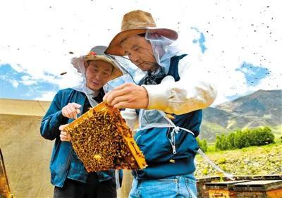 假蜂蜜有多離譜?蜂農多年經驗,讓大家見識一下蜂蜜是如何造假的 假蜂蜜有多離譜?蜂農多年經驗,讓大家見識一下蜂蜜是如何造假的