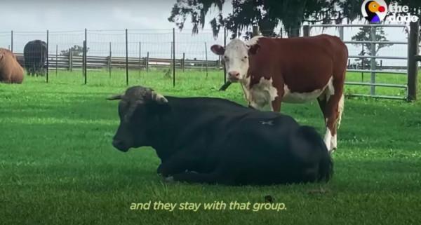 美國一頭牛逃出屠宰場，警察追捕8個月，結果整個小鎮都愛上它了