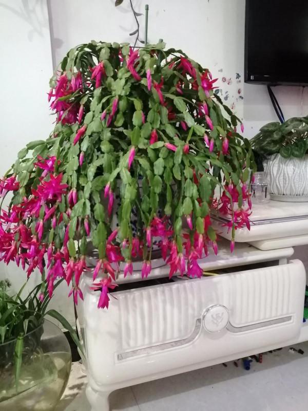 秋老虎來啦，需要給你的蟹爪蘭