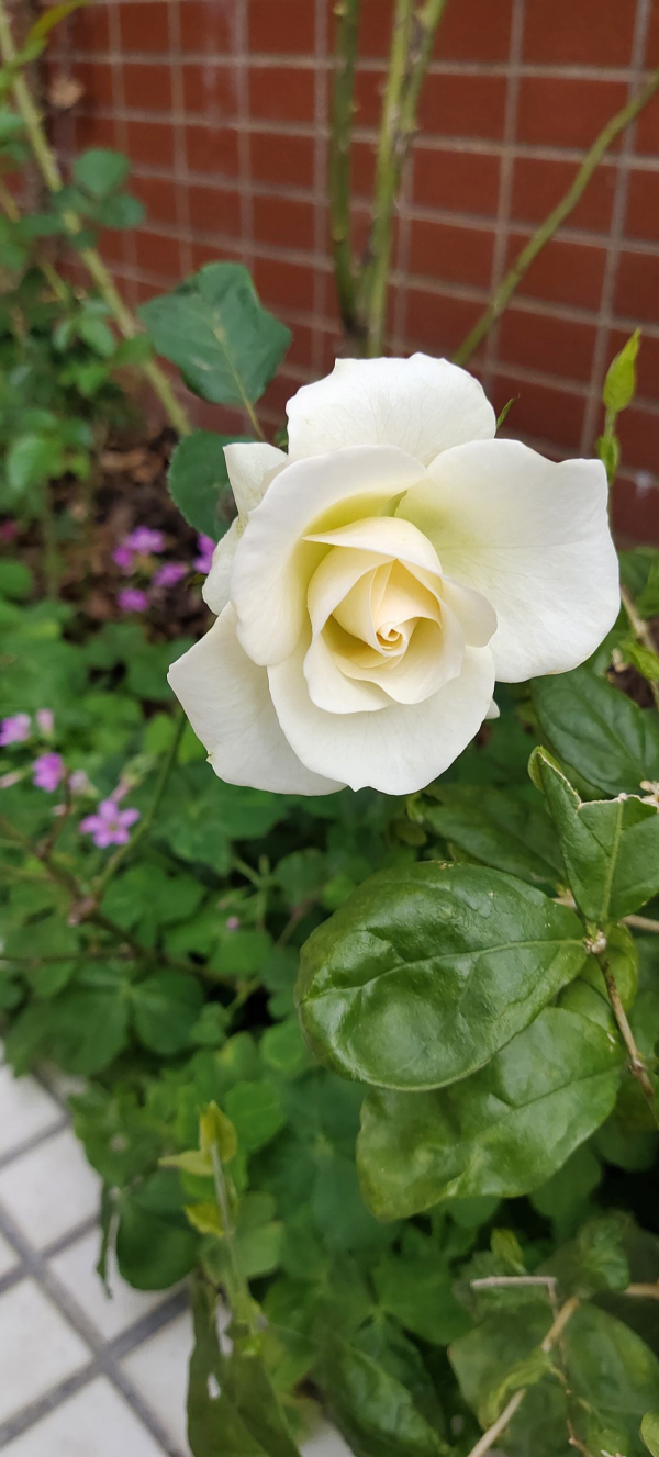 初春趕緊養“花園三劍客”，兩個月後就爆花，院子變花園