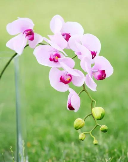 分享——高雅多姿的蝴蝶蘭