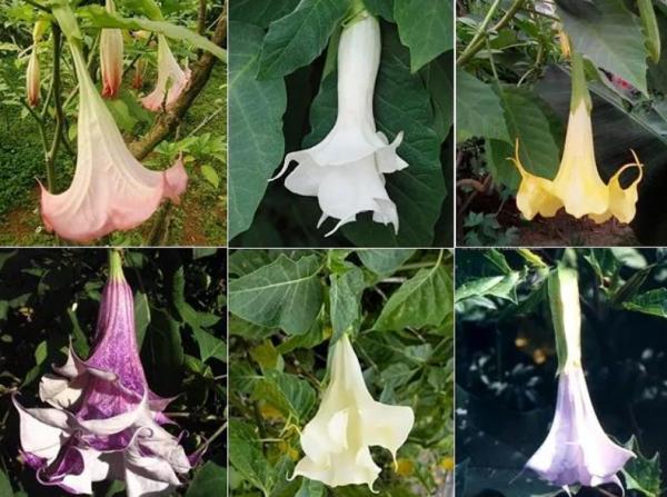 “美麗有毒”的植物,快來認識11種“毒花毒果”,不吃虧不上當 “美麗有毒”的植物,快來認識11種“毒花毒果”,不吃虧不上當