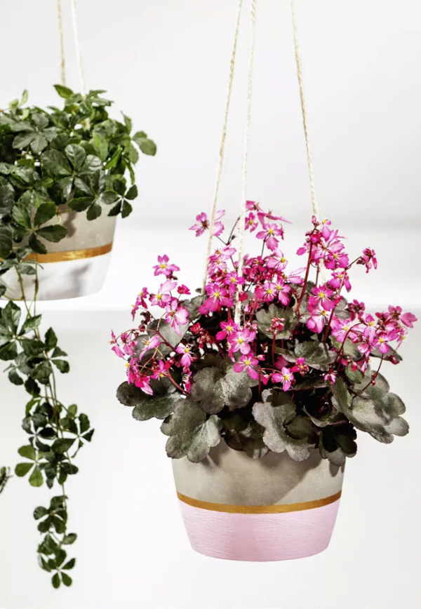 瑞虎迎春，虎耳招財！翩翩起舞的小精靈，輕鬆開成夢幻花毯