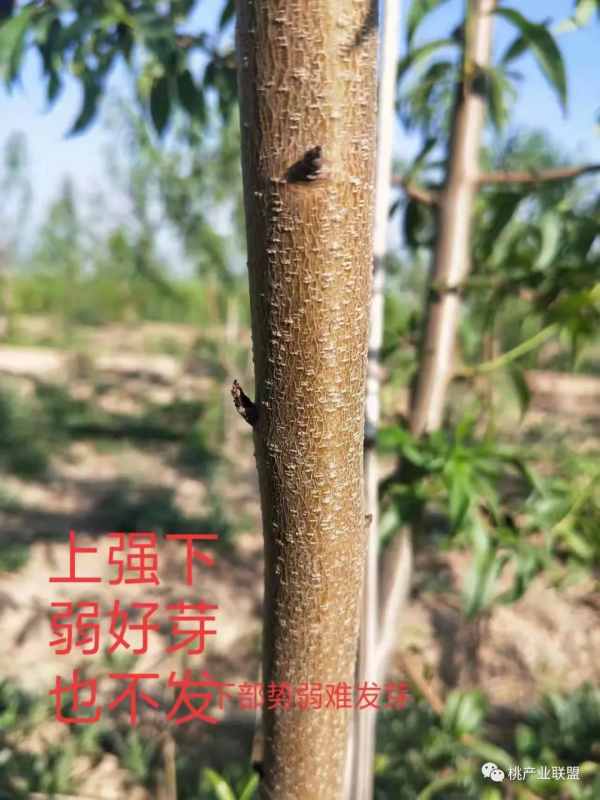 桃樹冬剪最容易忽視的幾點細節問題 桃樹冬剪最容易忽視的幾點細節問題