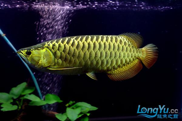 「全紀錄」金龍魚從高背到寶石到高背到B過,最終成為過背金龍魚 「全紀錄」金龍魚從高背到寶石到高背到B過,最終成為過背金龍魚