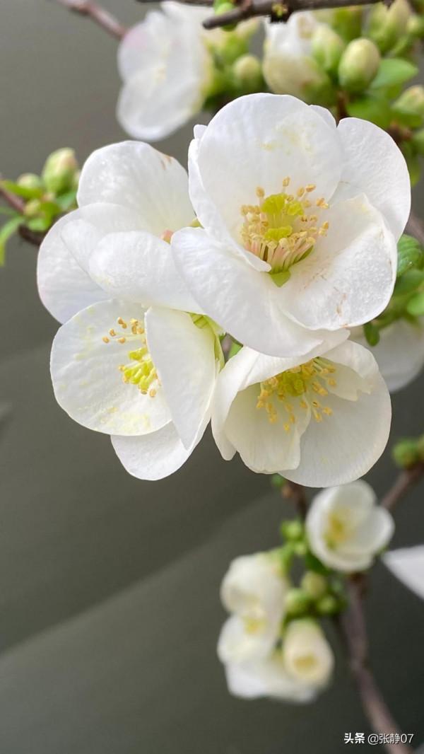 正月裡賞花過大年 正月裡賞花過大年