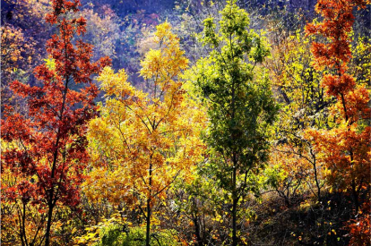 “文化碑林 綠色生態”——首都綠色文化碑林建設歷程回顧 “文化碑林 綠色生態”——首都綠色文化碑林建設歷程回顧