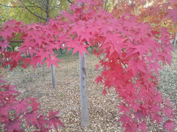 南飛大雁書人字，墜地紅葉燃相思。望穿秋水競無義，萬解楓