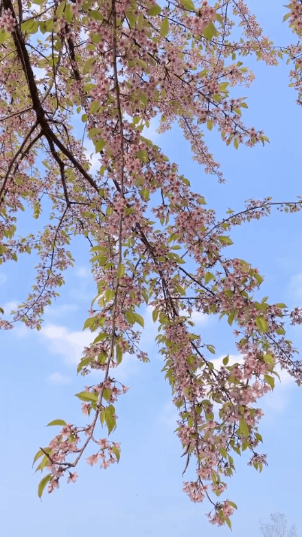 速來打卡！青龍湖超美冬櫻花上線~