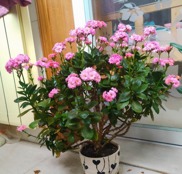 &OpenCurlyDoubleQuote;懶人&rdquo;就養這10種花，一個月不澆水也死不了，多曬少管更健壯