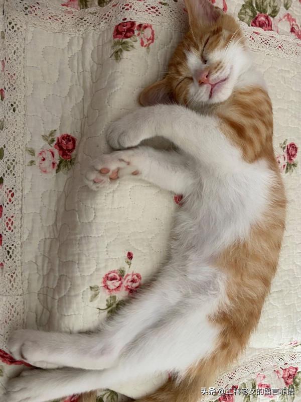 貓在可以安心睡覺的情況下,各種奇奇怪怪的睡姿就出現了 貓在可以安心睡覺的情況下,各種奇奇怪怪的睡姿就出現了