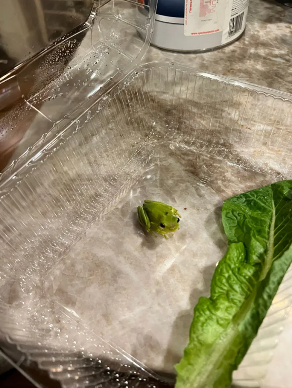 小哥在沙拉里發現了一隻小青蛙後，在網上直播起了養蛙生活