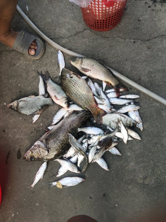 超過5斤就必須放生?重慶男子釣起20斤大鯉魚,轉眼就放回河裡 超過5斤就必須放生?重慶男子釣起20斤大鯉魚,轉眼就放回河裡