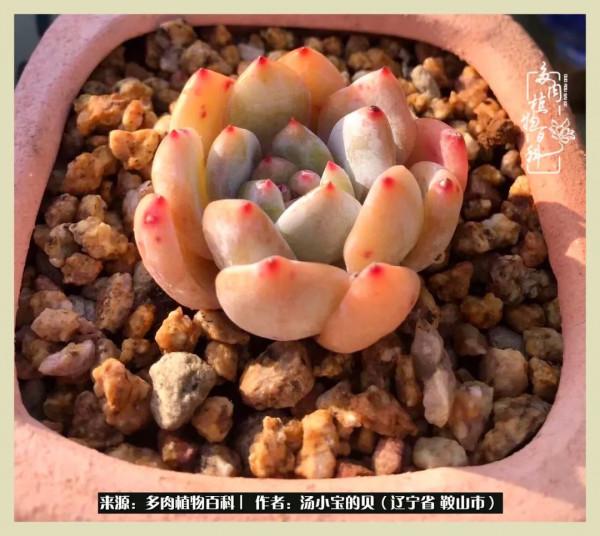 大東北的漫長冬季，我與多肉一起冬眠