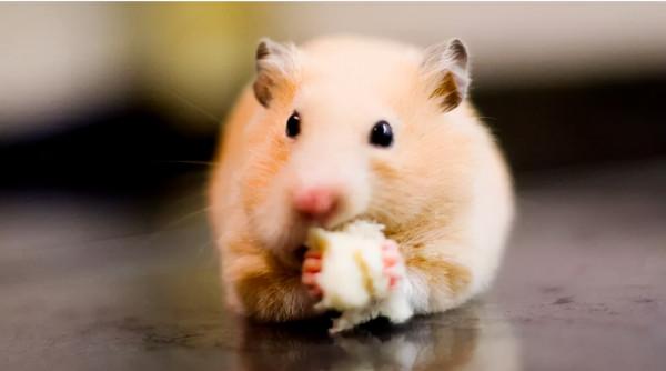 用晶片扼殺食慾，從源頭解決肥胖問題