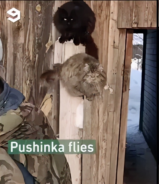 世界上只有兩種貓，俄羅斯的貓，和其他貓