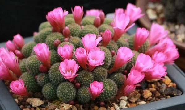 花開富貴，欣賞仙人球子孫球開花