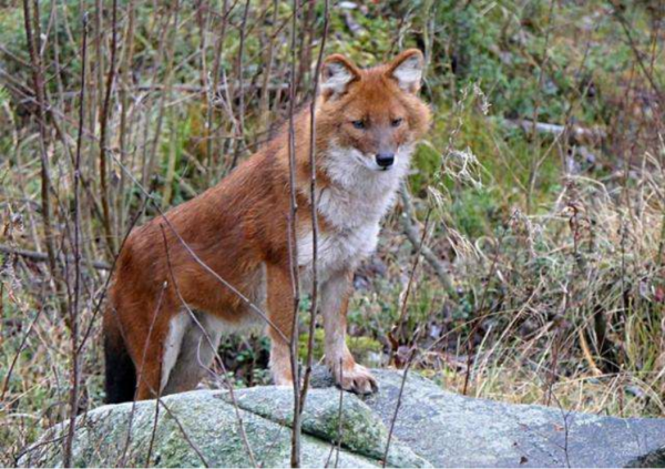&OpenCurlyDoubleQuote;寧惹黃鼠狼，不招紅毛狗&rdquo;，紅毛狗究竟是何動物讓人如此忌憚？