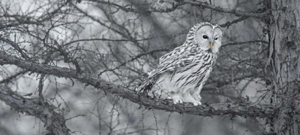 林草科普|林鴞:森林幽靈 林草科普|林鴞:森林幽靈