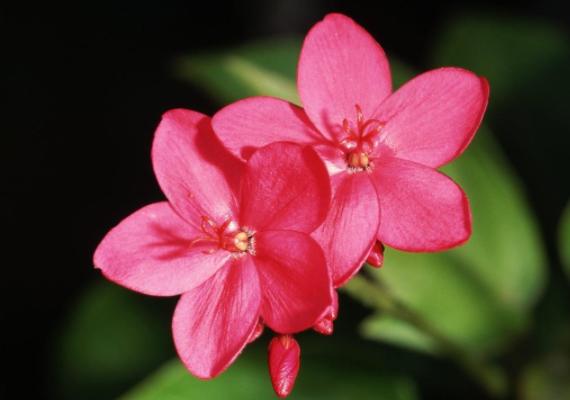 1月29日-1月31日，腰纏萬貫，心想事成，好運來了擋不住