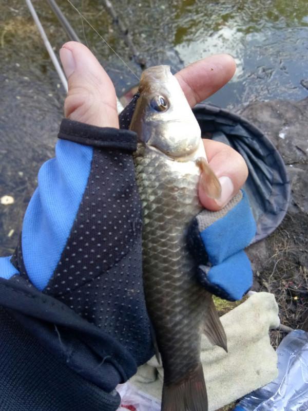 頻繁掛鉤斷線也未能阻止大板鯽爆護