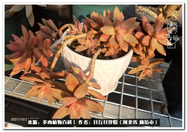 多肉的前世今生——論那些多肉的變化