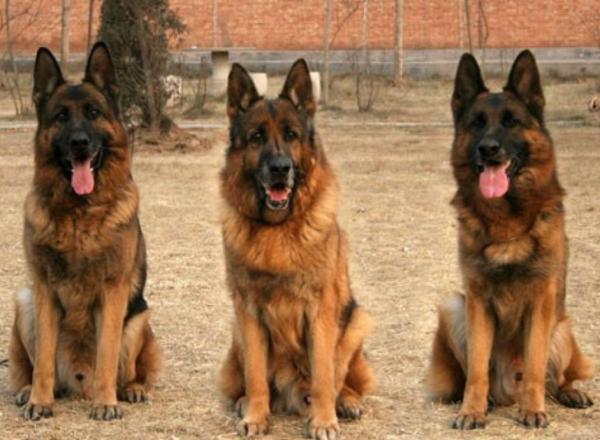 這幾種狗狗長得很“威猛”,一看就惹不起 這幾種狗狗長得很“威猛”,一看就惹不起